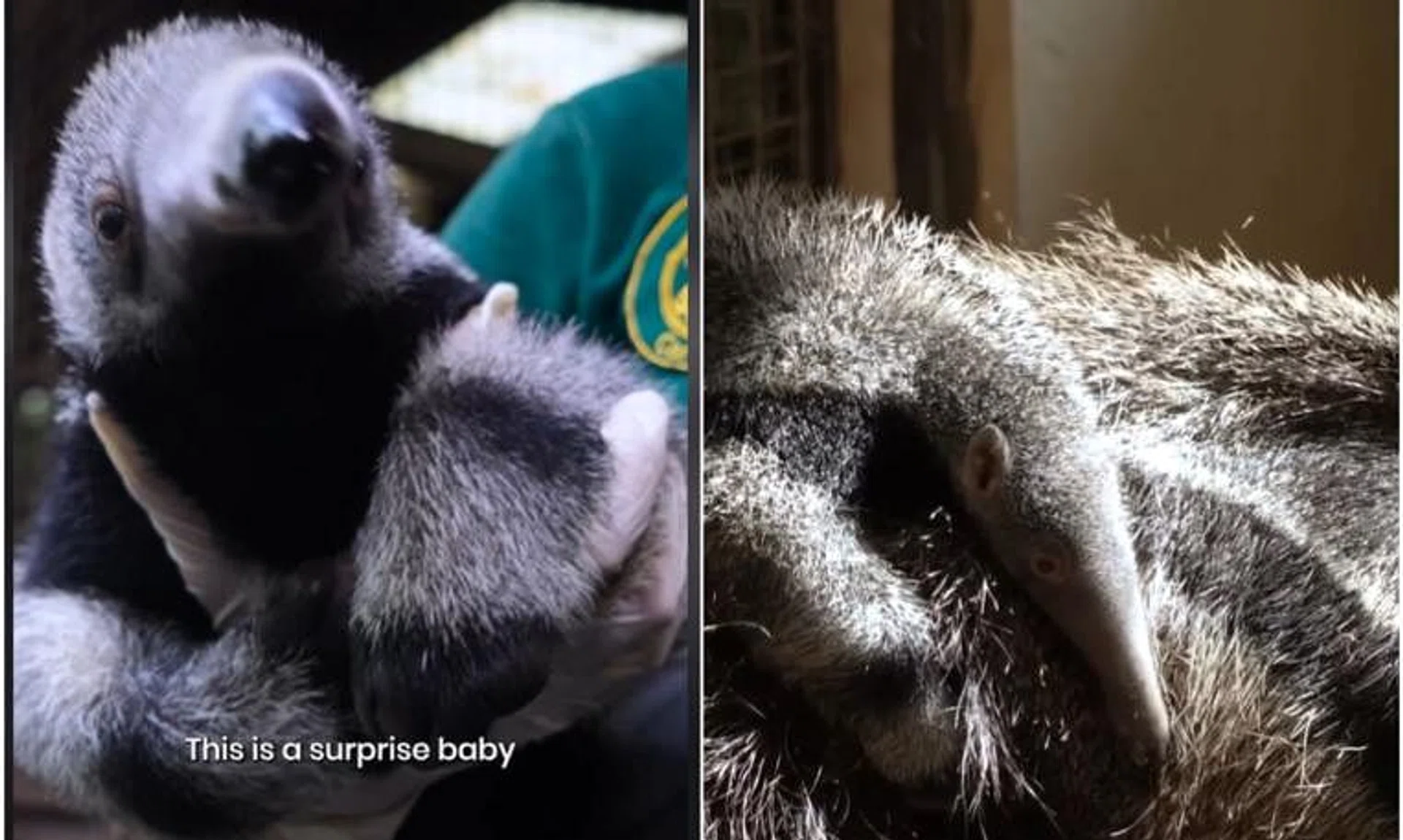 The anteater baby is playful, says the keeper, adding it has mostly been following its mother, often clinging to her.
