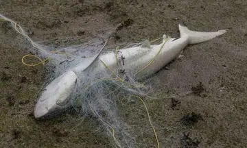 Abandoned fishing net on Pulau Semakau kills 14 endangered blacktip reef sharks