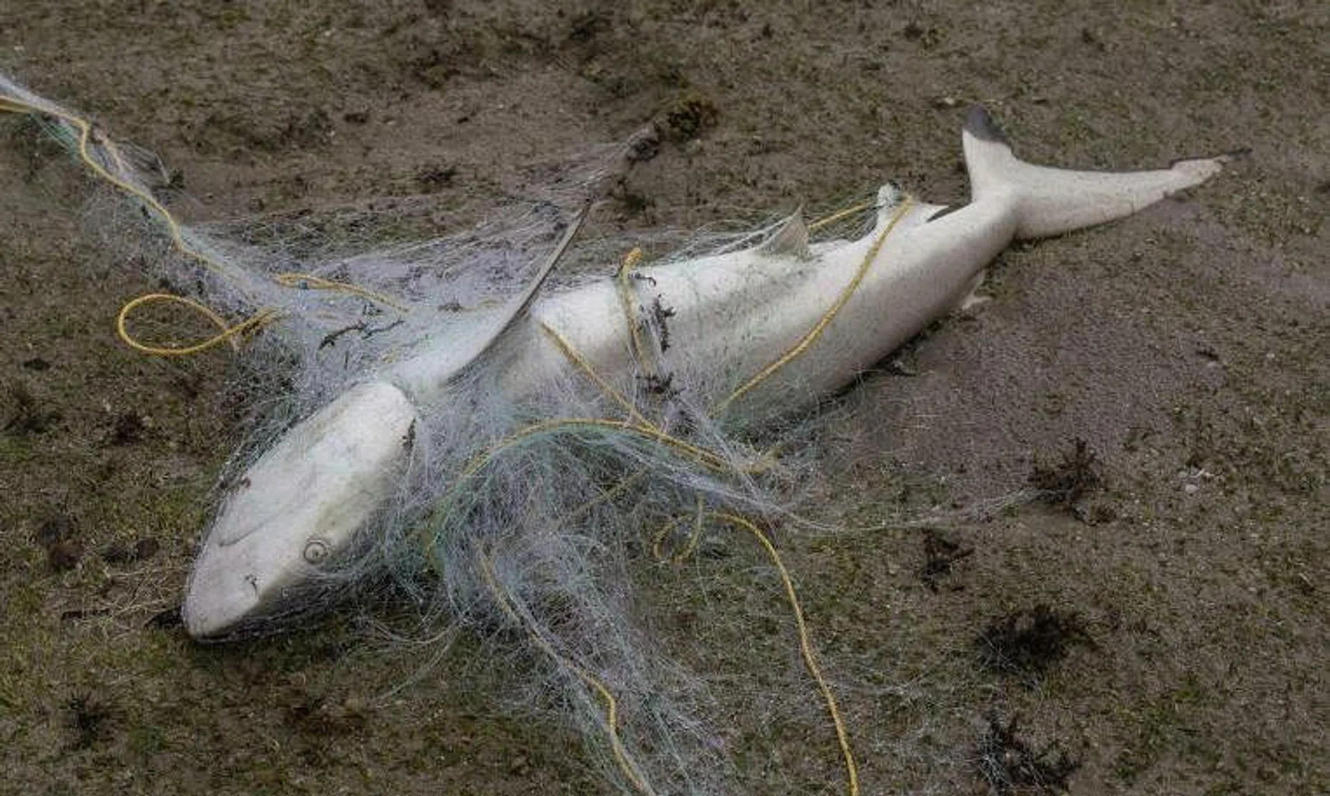 One of the 14 blacktip reef sharks killed by a gill net found by researchers on Pulau Semakau.
