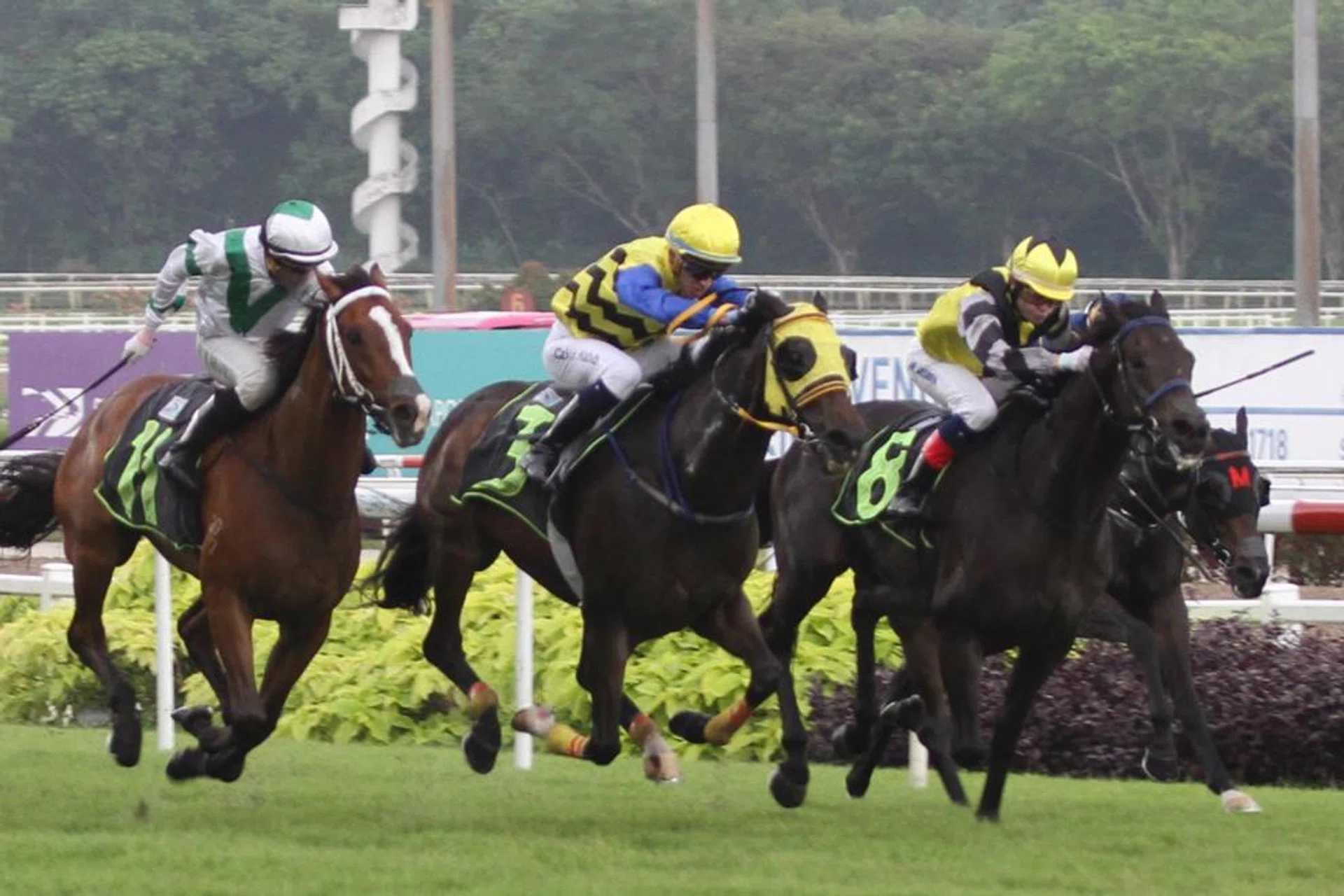 Wind Trail (centre) giving jockey Calvin Habib his first Singapore winner on Saturday. His mount beat Tony's Love (No. 11) and Prioritize. ST PHOTO: SHAHRIYA YAHAYA