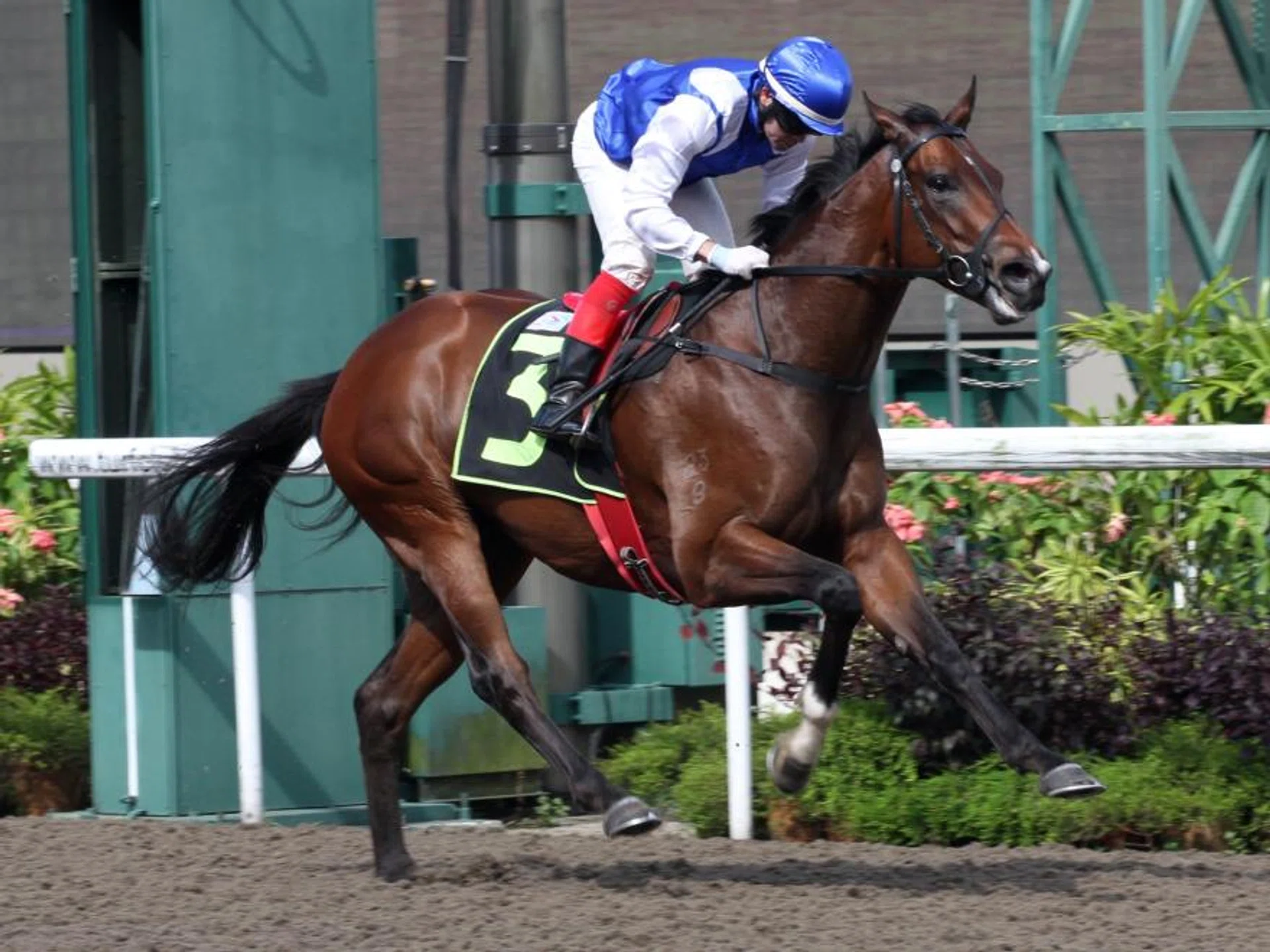 Ghalib (Manoel Nunes) scoring the last of his six wins in a Kranji Stakes A race (1,100m) on April 13. Entered in the Kranji Mile on May 18, he will, however, contest the Class 1 race (1,200m) on the same day.