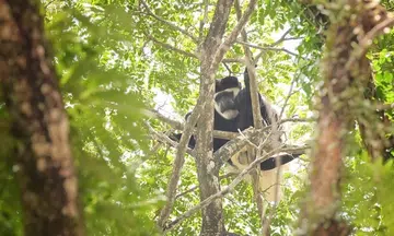 African monkey escapes from zoo, caught in CCK after 6 months