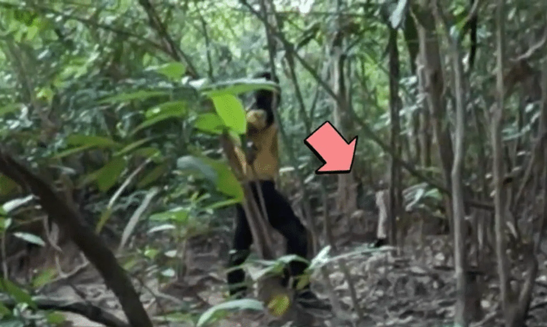 The encounter reportedly happened near the Felda Nitar 2 palm oil plantation in Johor’s Mersing district.