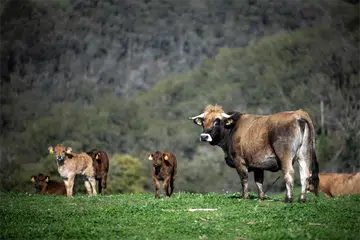 Run half-marathon for glory - or cow, fish and goose