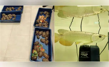 42 cases of animal smuggling at Singapore borders in 2024, highest in recent years