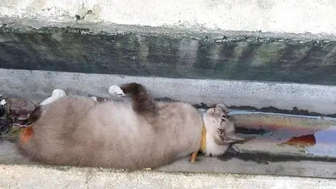 From beloved pet to latest Yishun cat killer victim