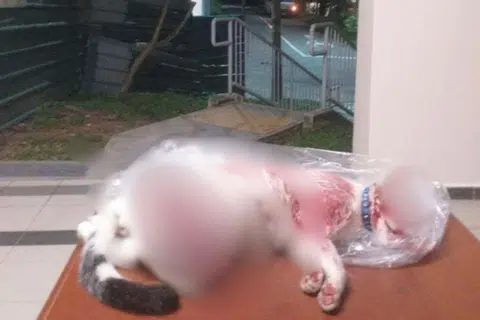 Should there be harsher penalties for animal abusers?