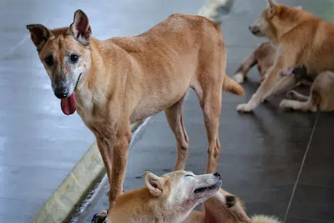 Nara, a rescued mongrel without a lower jaw, at Voices For Animals. The Singapore Special was hit by a car.