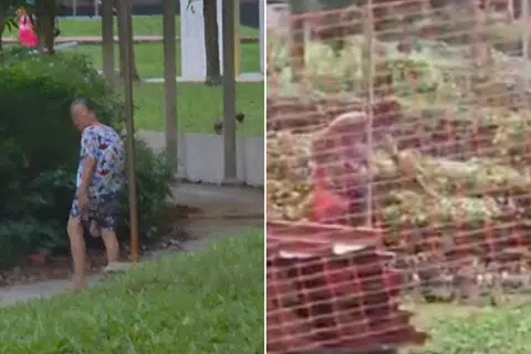 'I'm feeding the chickens': Bishan woman accused of feeding pigeons denies wrongdoing