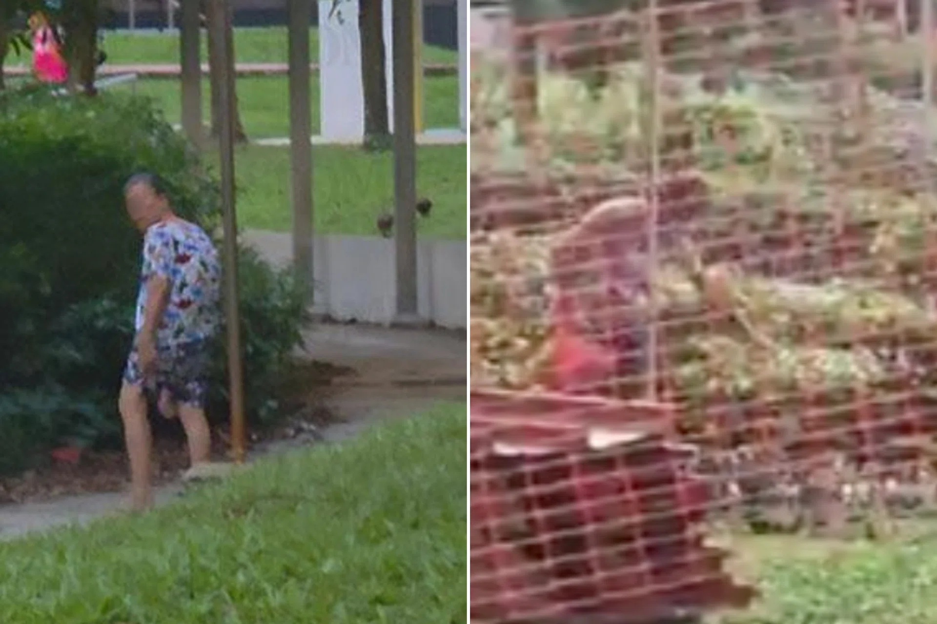 The woman said she felt bad for the chickens. 