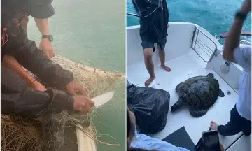 Green turtles die after being trapped in fishing net, two of four marine animals trapped on Nov 18