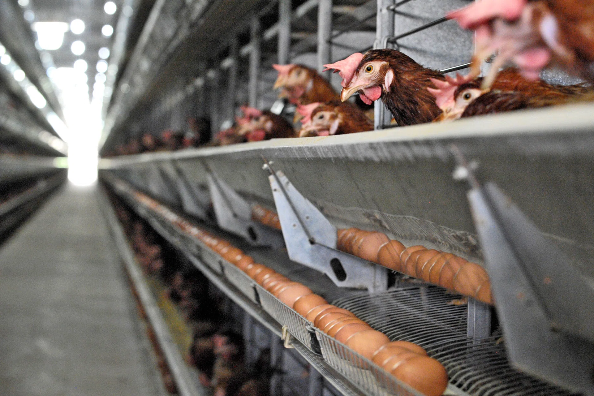Local farms, like Seng Choon Farm (above), supply 26 per cent of eggs consumed in Singapore. 