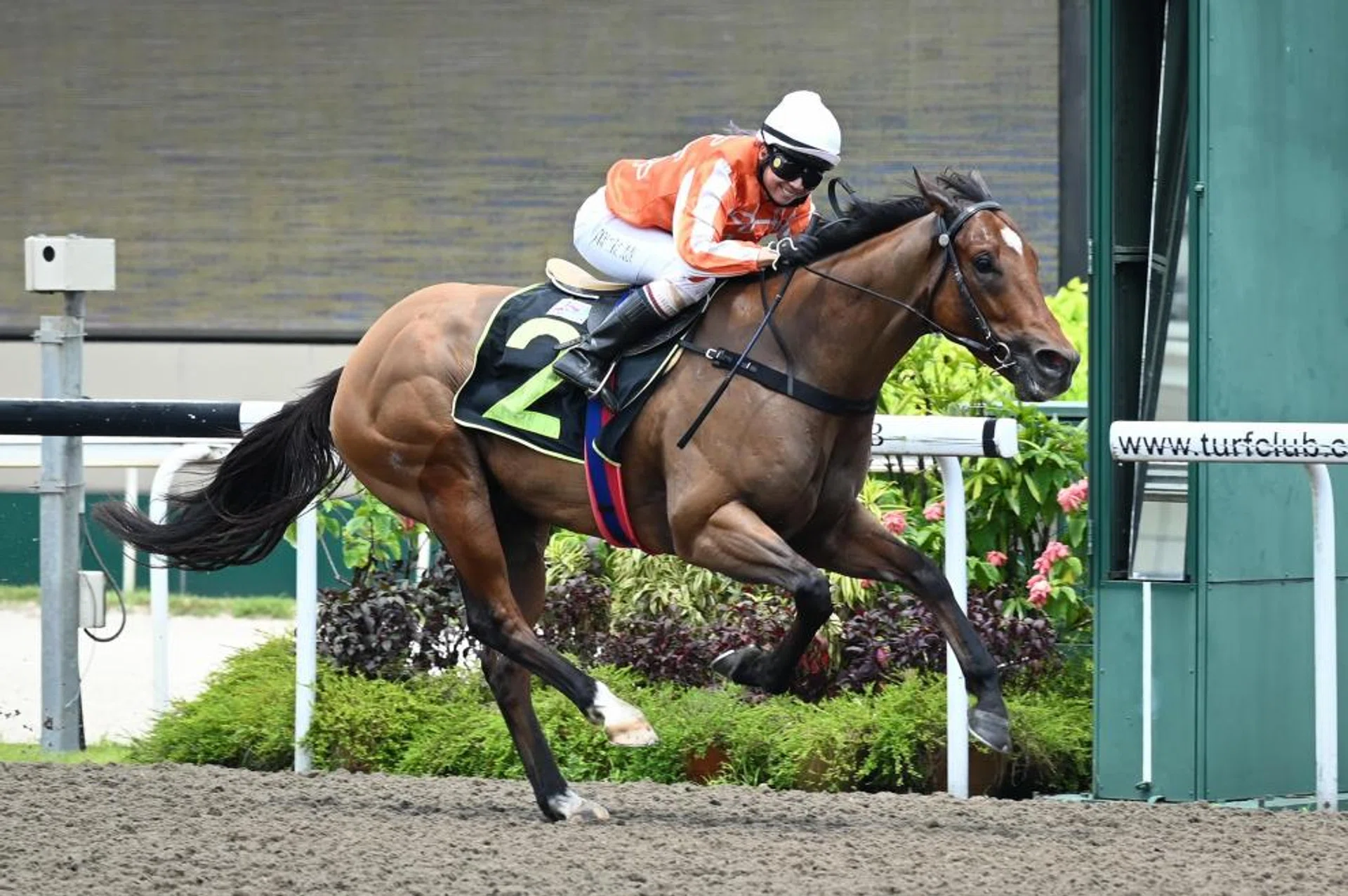 Newcomer Pacific Vampire giving champion apprentice jockey Jerlyn Seow an armchair ride in the $50,000 Class 4 Division 2 race (Polytrack 1,000m) on April 6. The Jason Ong-trained $7 favourite romped home by 2 1/2 lengths in a swift 58.56sec.