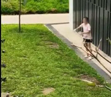 Town Council aware of recalcitrant pigeon feeder in Yishun, turns to NParks for help