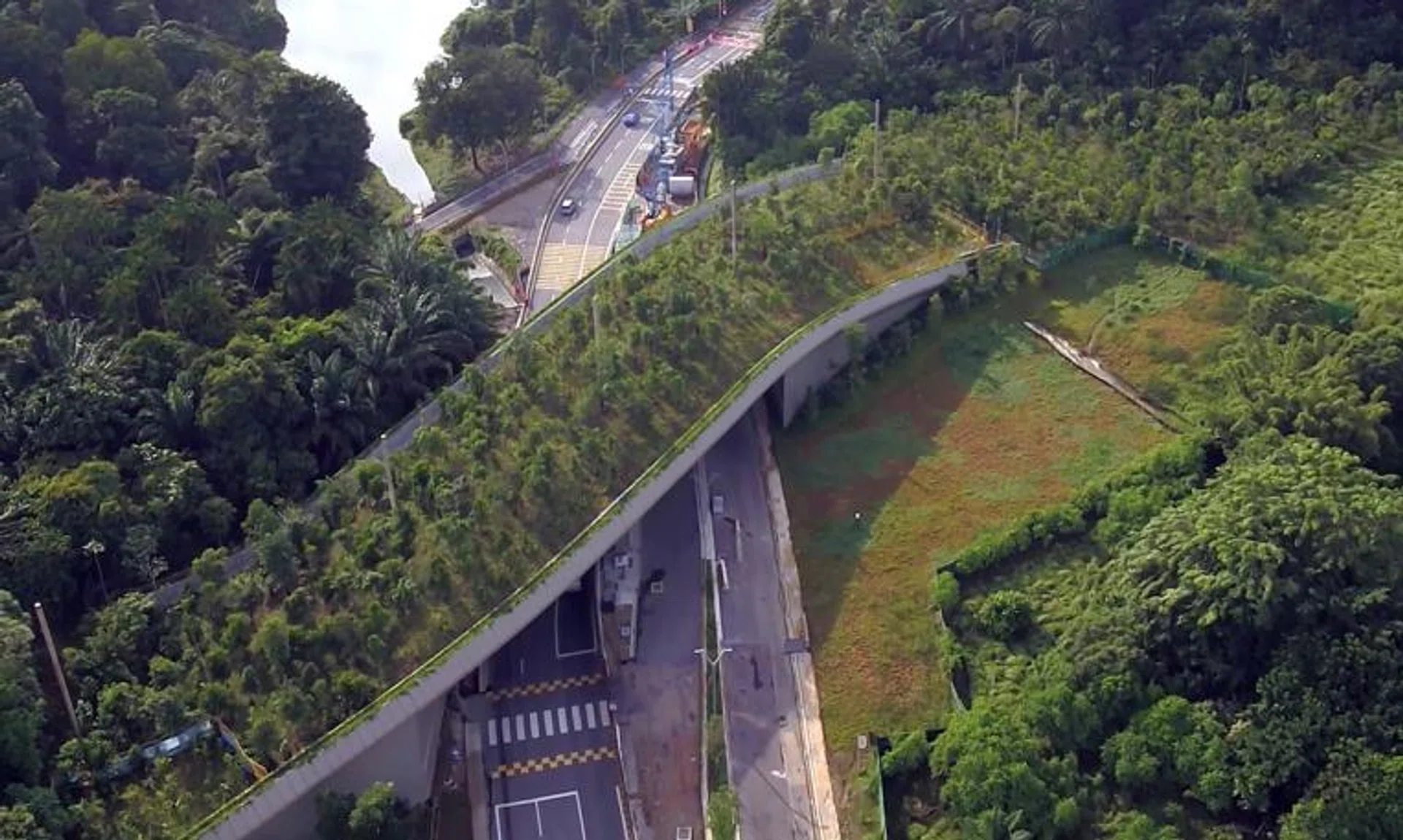Other animals have also been found dead on Mandai Lake Road since December 2019, including two long-tailed macaques and a Malayan colugo.