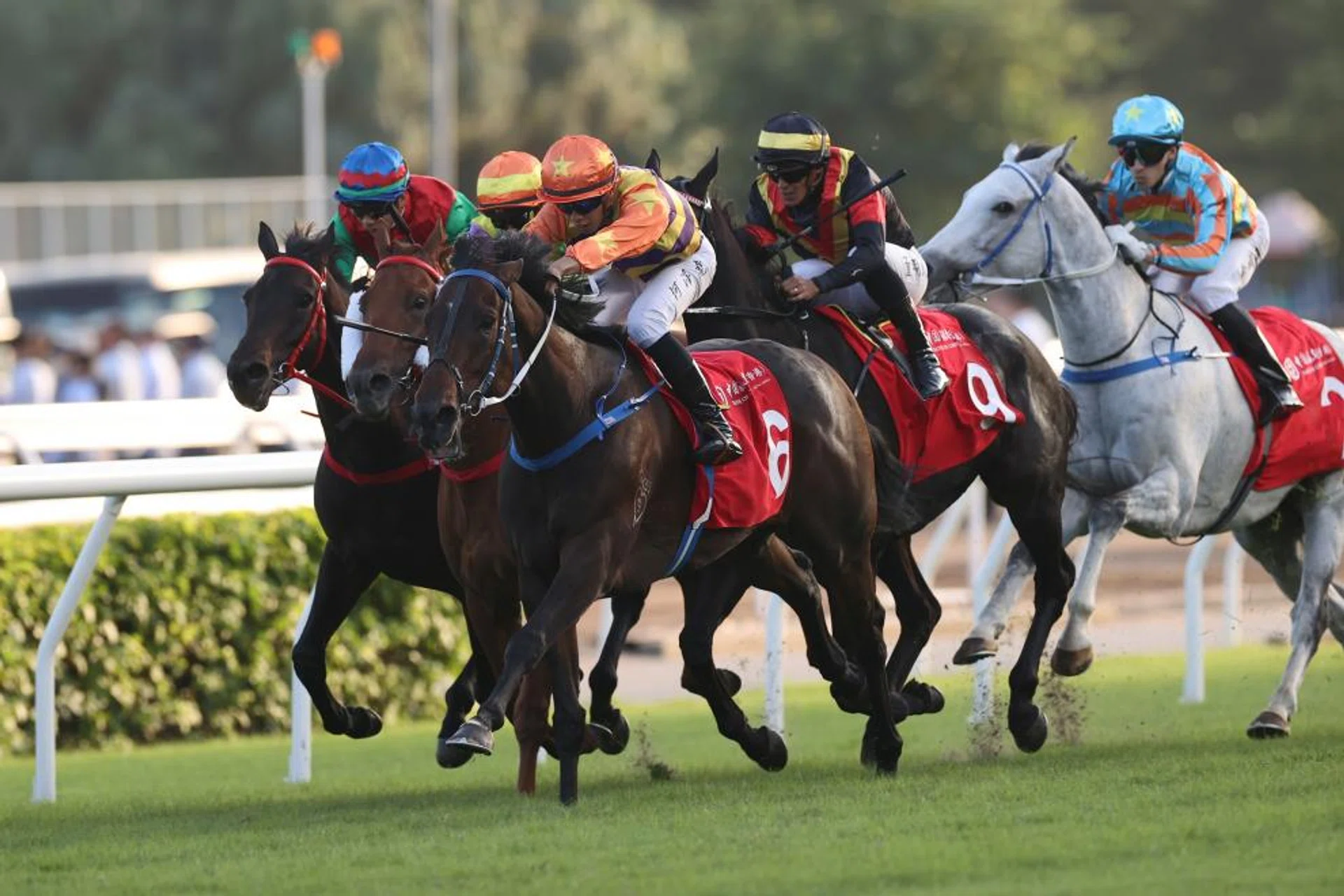 Straight Arron (No. 6) winning the Group 2 BOCHK Jockey Club Cup (2,000m) at Sha Tin on Nov 19 with Vincent Ho up. He will be ridden by Hugh Bowman in the Group 1 The Citi Hong Kong Gold Cup over the same trip on Feb 25.