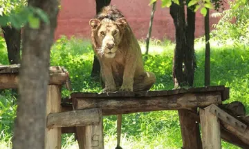 Man enters lion enclosure in India zoo for selfie, gets mauled to death
