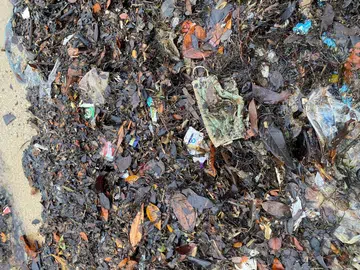 Conservationists concerned by PPE showing up at beaches, nature trails