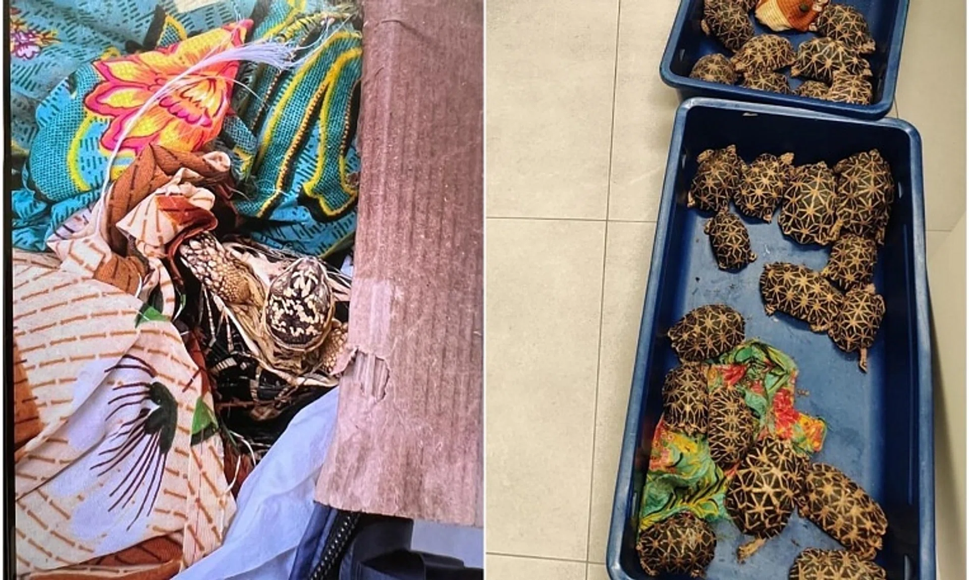 The luggage contained 58 Indian star tortoises wrapped in a cloth bundle.