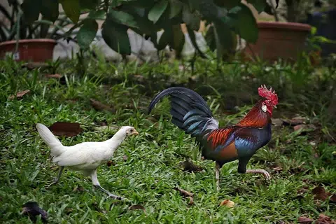 Comment: Crying foul over Sin Ming fowl cull