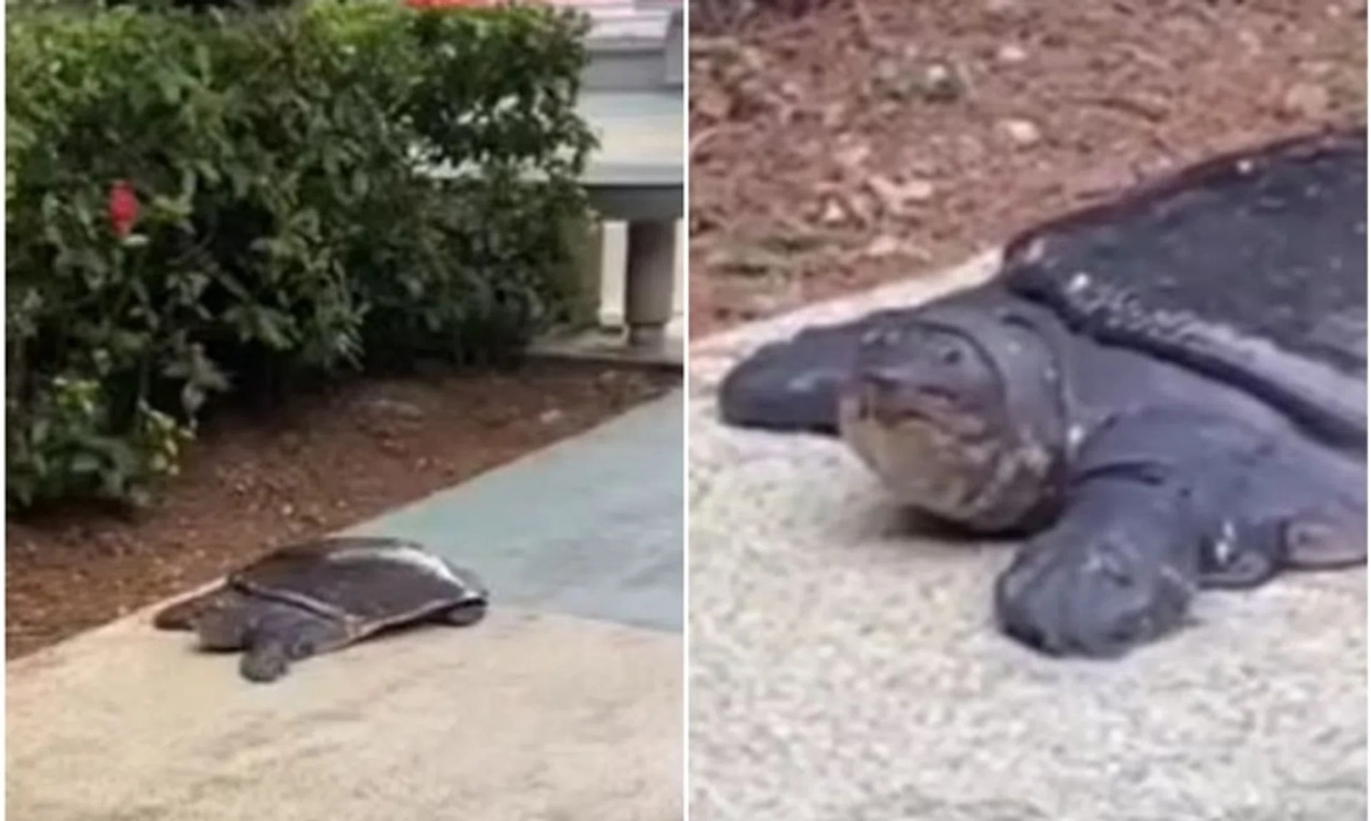 The turtle appears to be an Asian Softshell Turtle, a protected native species.