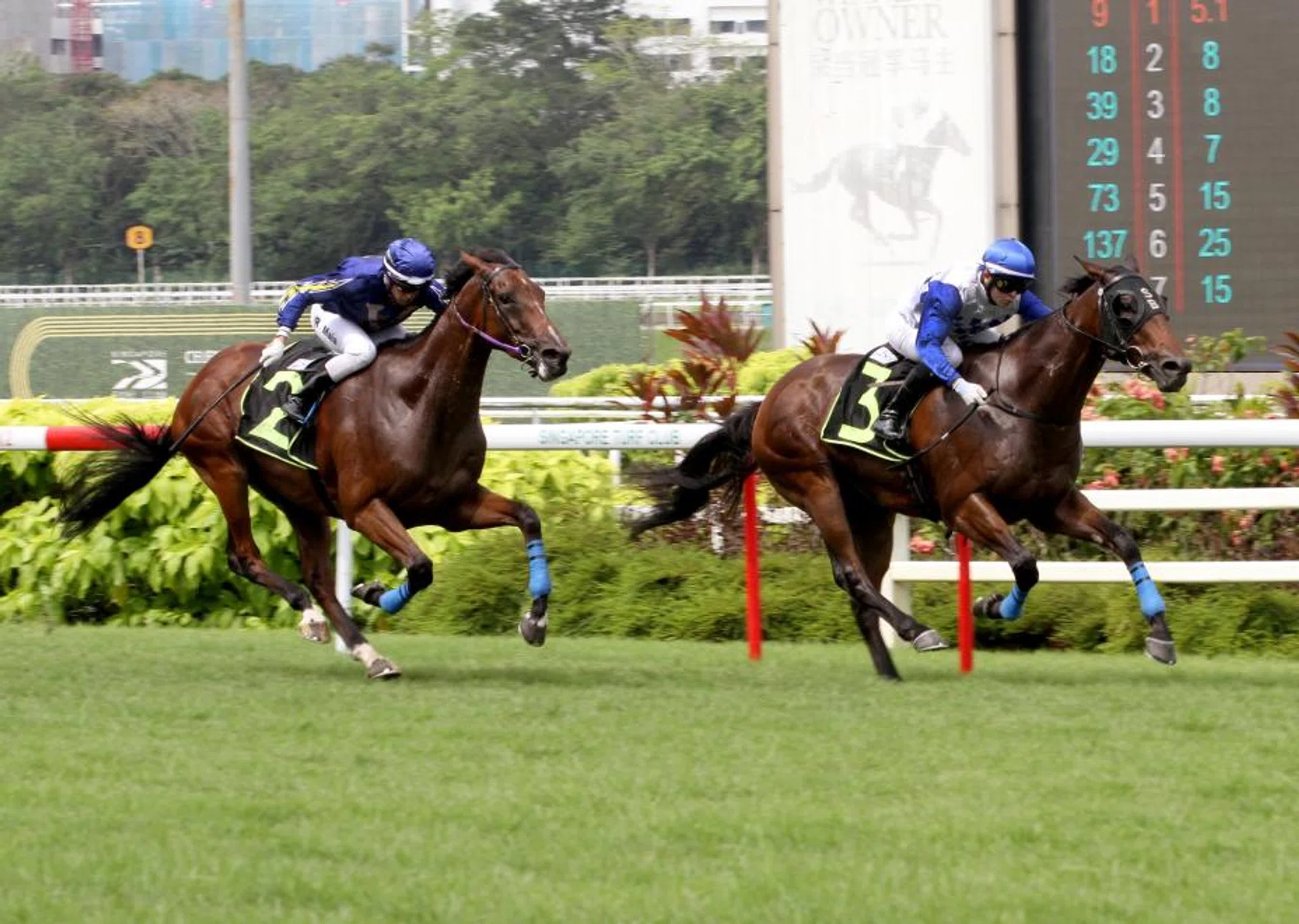 Mr Black Back (Manoel Nunes) winning at Kranji on July 21. He looked sharp during his workouts in Kuala Lumpur for his Malaysian debut in the Chinese New Year Prosperity Trophy on Jan 31.
