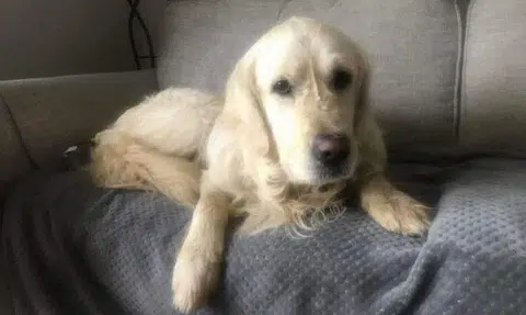 Dogged determination: Golden retriever walks 64km for 27 days for one last look at old home