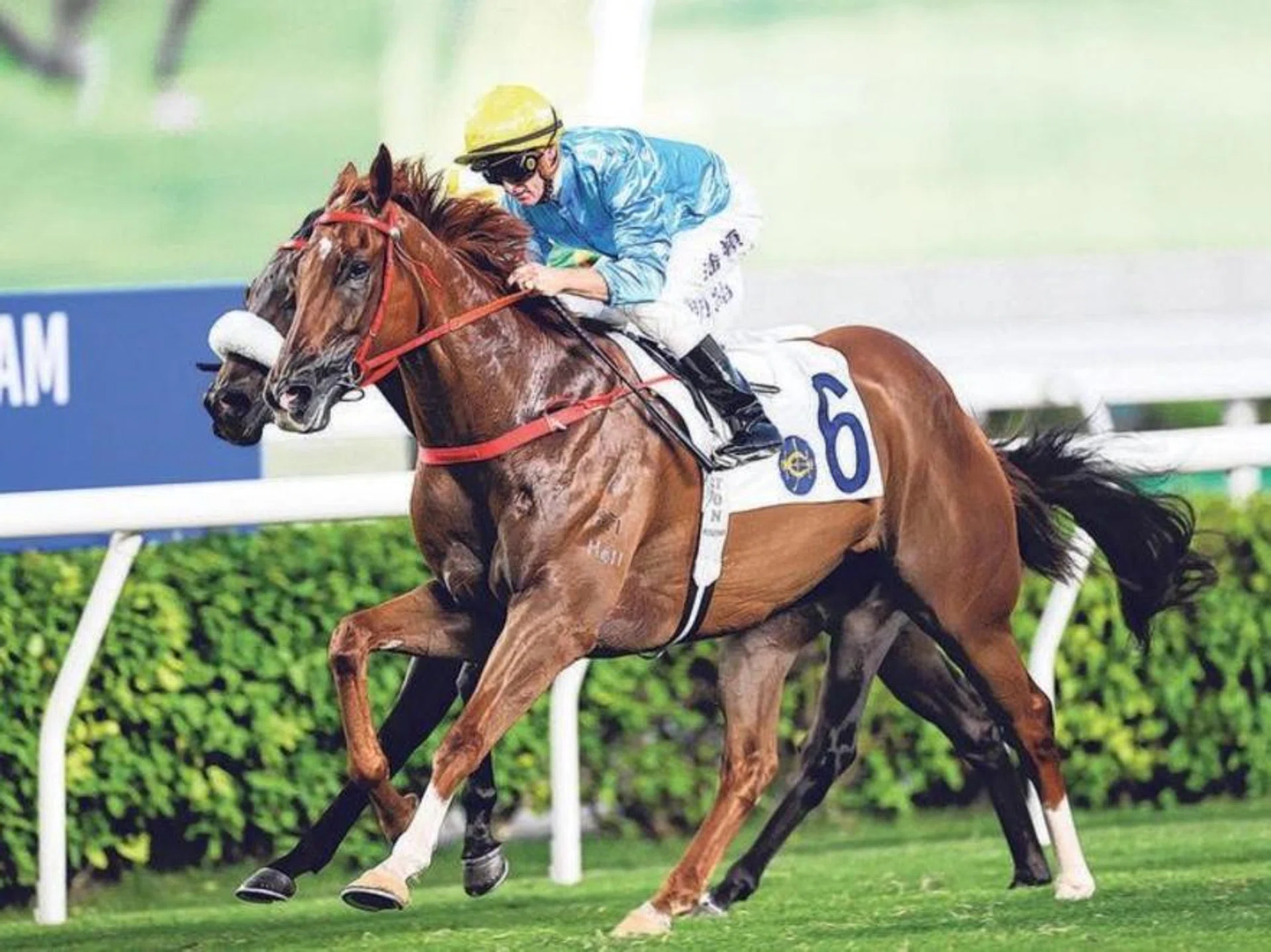 Wunderbar ( No. 6) battling with Bottomuptogether on Oct 13. They will be facing each other again in the last race on Dec 22.
