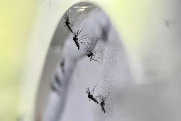 Zika cases detected in Woodlands: What you need to know about the virus