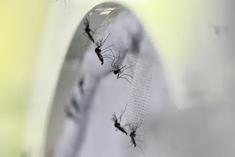 Zika cases detected in Woodlands: What you need to know about the virus