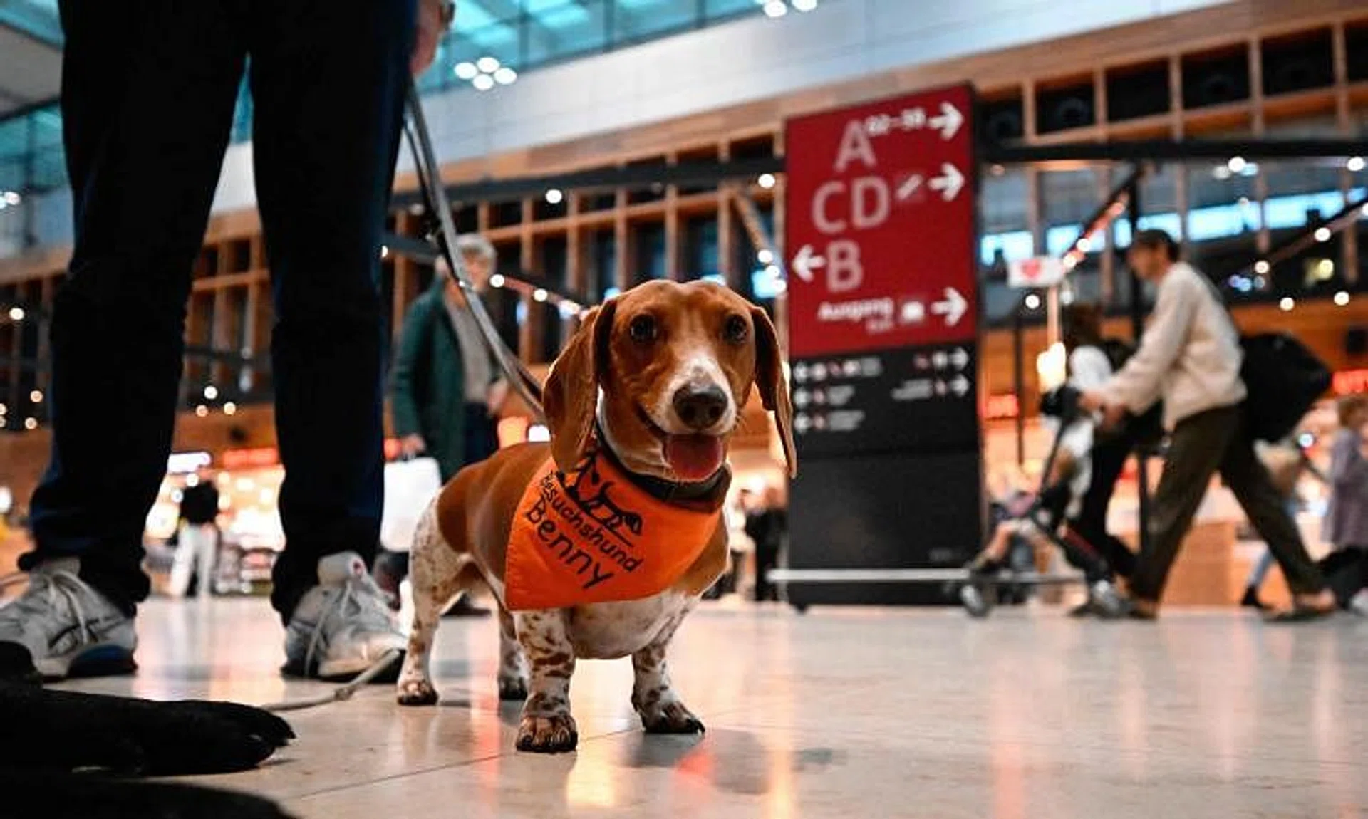 Life expectancy for dogs is affected by a broad range of factors, including breed, size, face shape and gender. 