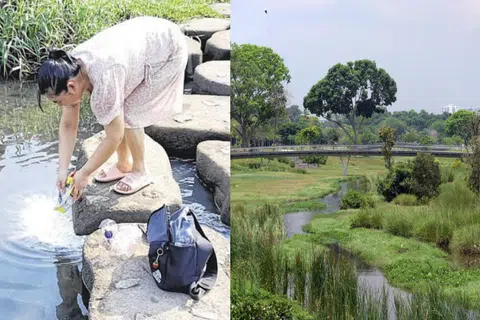 Woman seen 'feeding fish' in Bishan-AMK Park, says it's 'expired milk powder'