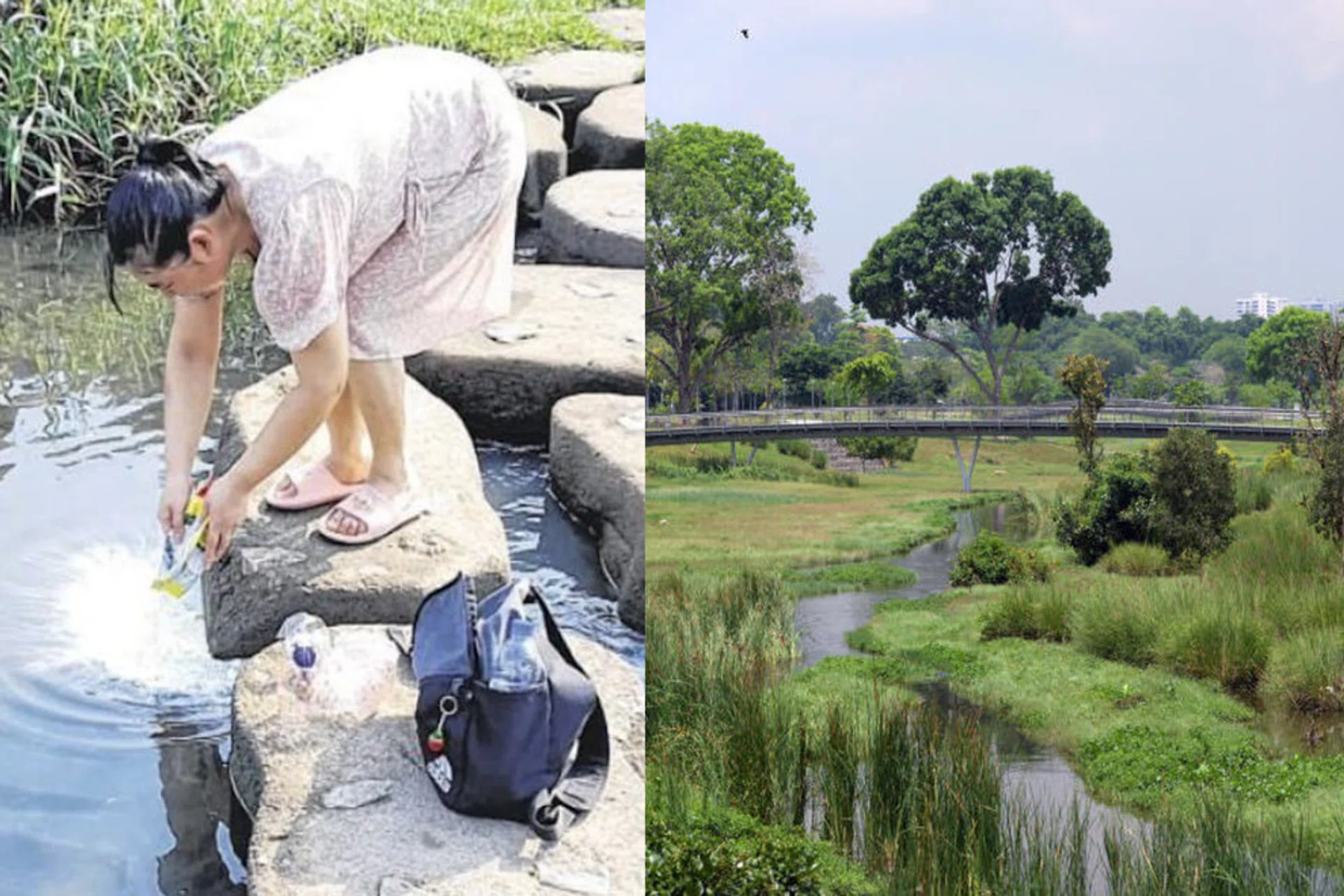 The woman was seen pouring milk powder in the pond at Bishan-Ang Mo Kio Park.