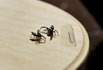 They keep childhood hobby of fighting spiders alive
