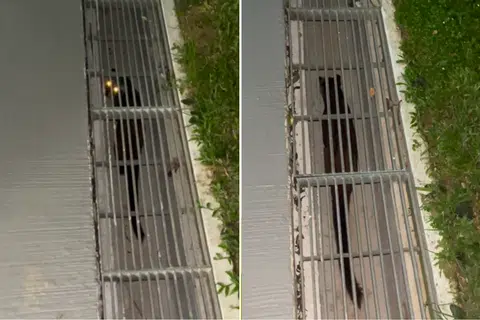 'Void deck night safari': Civet cat spotted crawling in drain at Commonwealth Ave