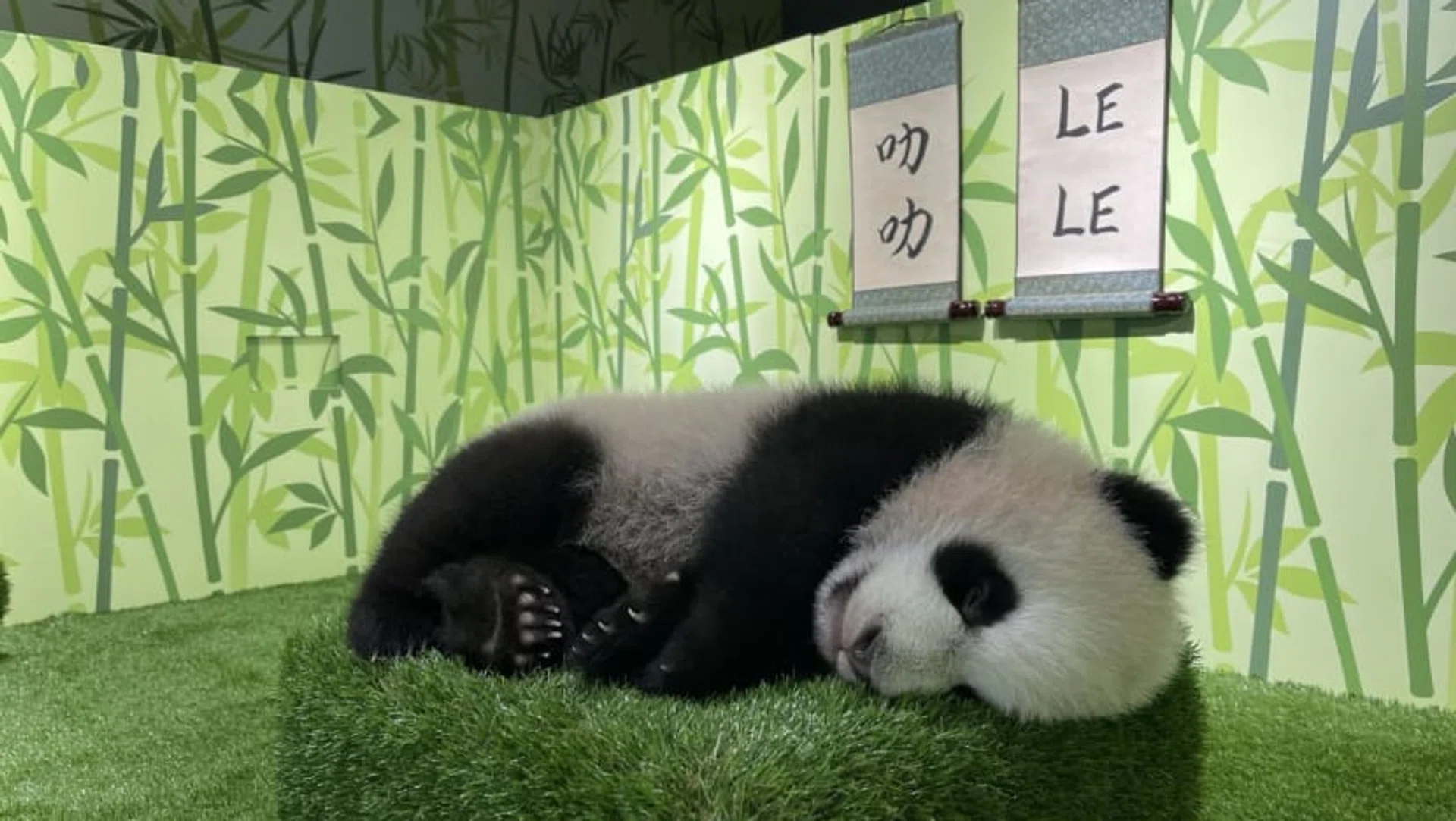 The giant panda cub Le Le in its nursery.

