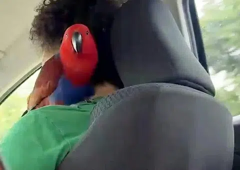 Gojek driver reportedly suspended for keeping pet parrot in car