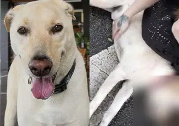 Couple appeal for witnesses after dog's body vanishes following fatal accident on PIE