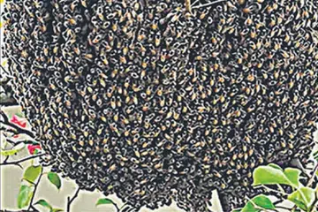 Resident chooses to coexist with hive of bees in her balcony