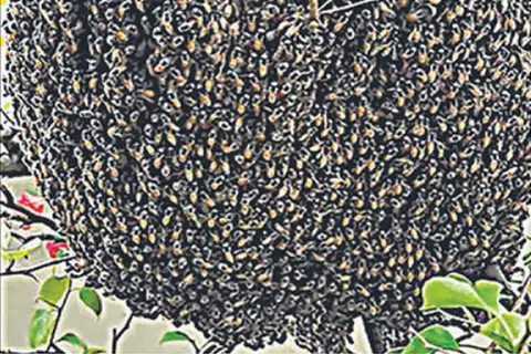 Resident chooses to coexist with hive of bees in her balcony