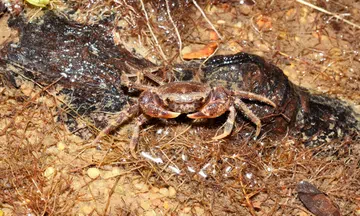 Endangered Singapore freshwater crab, released in 2018, now reproducing in the wild
