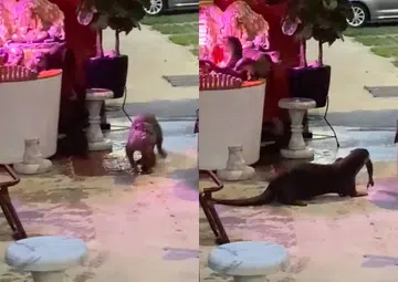 Bevy of otters invade Bukit Merah resident's fish tank, devour seven koi fish