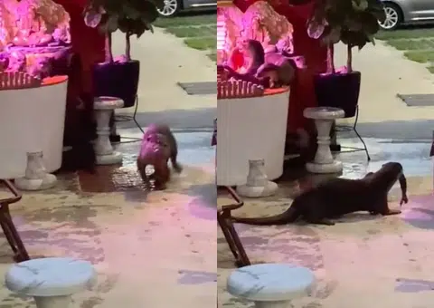 Bevy of otters invade Bukit Merah resident's fish tank, devour seven koi fish