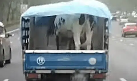 Cow in back of lorry on PIE draws mixed reactions, including concerns over road safety
