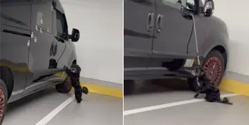 Dog spotted hanging by short leash at Ikea carpark