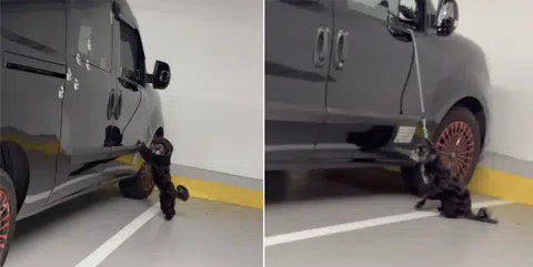 Dog spotted hanging by short leash at Ikea carpark