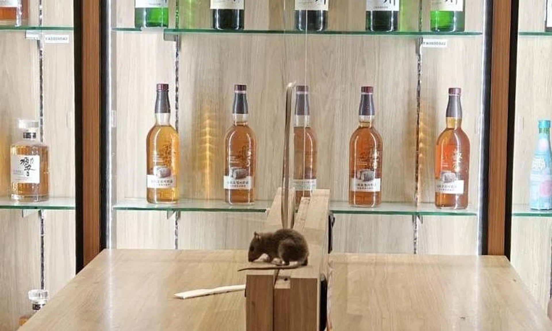 Far East Organization did not confirm if the rat was caught or if it ran away. 