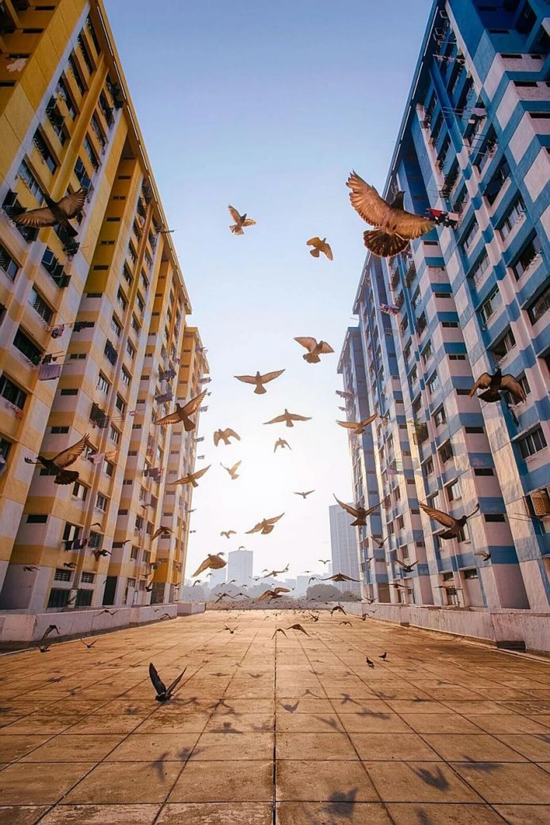 BIRD'S EYE VIEW:  The winning photograph of pigeons at Rochor Centre.