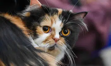 2023 not a good year for animals in Singapore