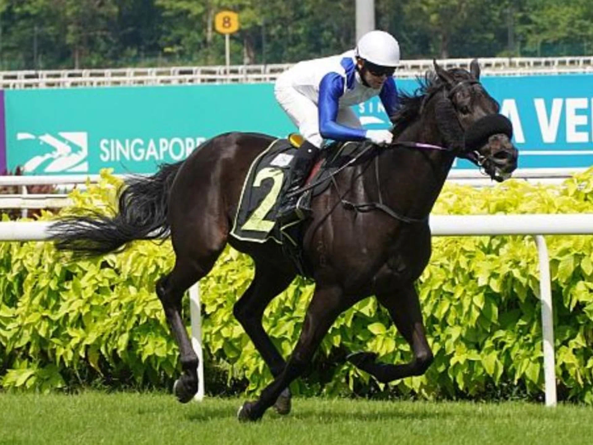 Bakeel (Manoel Nunes) skipping clear at his second-up win in a Novice race (1,400m) on March 17.
